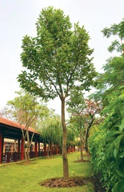 Cây Kơnia trồng trong khu vực Lăng Bác.