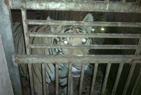 Ai bảo kê cho cả làng nuôi hổ trái phép? ảnh 1