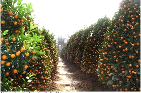 Quất Tết lên mã, được giá, nhà vườn thắng lớn ảnh 1