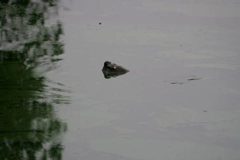 Cụ rùa Hồ Gươm lần thứ 3 nổi "khai xuân" Canh Dần ảnh 2