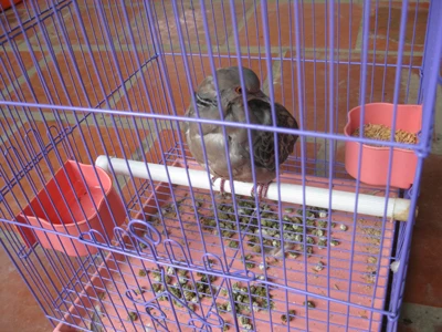 Hồi hộp chuyện gác cu ảnh 1