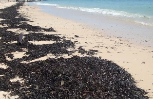 Dầu vón cục tấn công bờ biển đảo Phú Quý ảnh 1