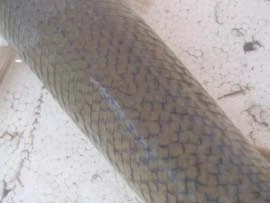 Bắt được con cá hình 'đầu cá sấu, thân rắn' trong nước lũ ảnh 2