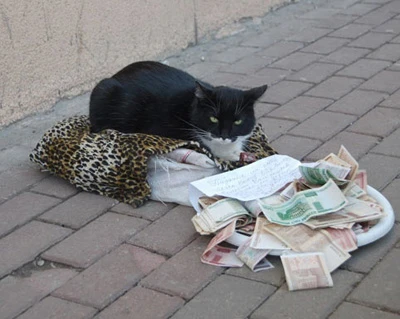 Những chuyện lý thú về mèo ảnh 7