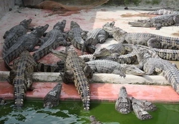 Nhiều hộ dân nuôi cá sấu tự phát, gây mất an toàn ảnh 1