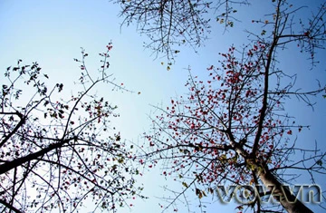 Tháng 3, hoa Gạo nở trên cao nguyên đá ảnh 4 Tháng 3, hoa Gạo nở trên cao nguyên đá ảnh 4