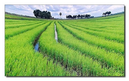 Hỗ trợ 100% lãi suất để mua tạm trữ thóc, gạo ảnh 1