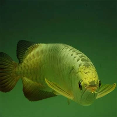 Rao bán cá rồng giá trên 100 triệu đồng ảnh 1 Rao bán cá rồng giá trên 100 triệu đồng ảnh 1