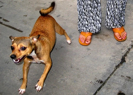 Láng giềng bất hòa vì... chó ảnh 1