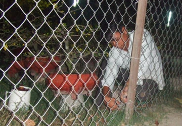 Cột mai, trói kiểng để chống… trộm ảnh 1