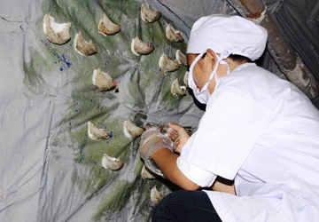 Chim yến sống cũng nhiễm cúm A/H5N1 ảnh 1