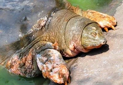 Cụ rùa phơi chân lở loét, chờ ngày nắng ấm để được cứu ảnh 3
