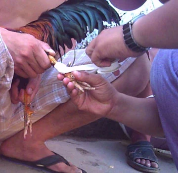 Cờ bạc lộng hành tại Bình Thạnh, TP.HCM - bài 3: Trường gà lộ thiên ảnh 3