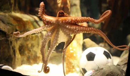 Tiết lộ những bí ẩn cuộc đời bạch tuộc Paul ảnh 1