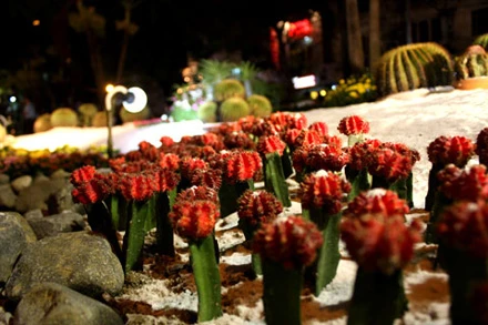 Chen lấn trên đường hoa Nguyễn Huệ ảnh 10