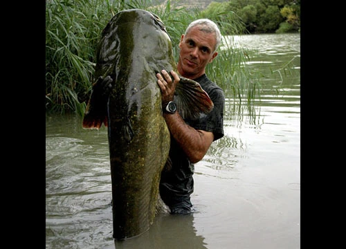 Săn cá trê khổng lồ dài 2,3m ảnh 4