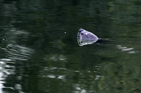 Rùa hồ Gươm "dạo chơi" trong giá lạnh ảnh 5