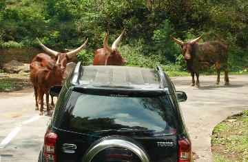 Nam Dương ký sự ảnh 3