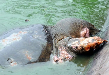 Rùa hồ Gươm lộ rõ các vết thương trầm trọng ảnh 1