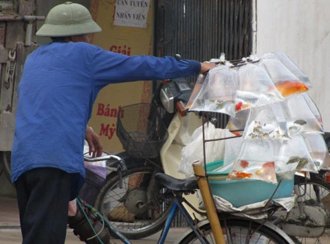 Mua rùa tai đỏ phóng sinh rằm tháng 7 ảnh 1