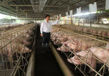 Người chăn nuôi chực phá sản ảnh 1