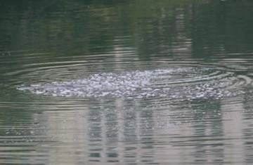 Háo hức xem cụ rùa Hồ Gươm nổi đầu năm ảnh 5