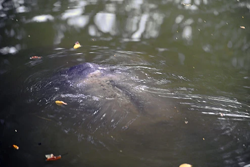 Rùa hồ Gươm "dạo chơi" trong giá lạnh ảnh 6