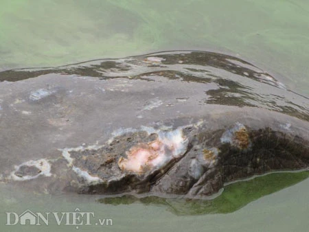 Nắng ấm, rùa Hồ Gươm muốn lên bờ ảnh 3