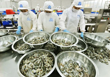 Tôm xuất khẩu còn nhiều rủi ro ảnh 2