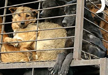 "Đột nhập" chợ thịt chó, mèo tại Trung Quốc ảnh 1