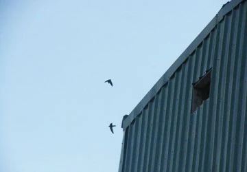 Điên đầu vì chim yến ảnh 1 Điên đầu vì chim yến ảnh 1