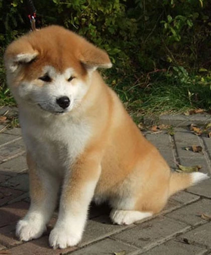 Putin được tặng chó Nhật ảnh 1