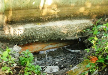 Dân bắt được cá sấu tìm đường ra sông ảnh 1