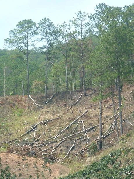 Để xảy ra phá rừng, 19 cán bộ nhận án kỷ luật ảnh 1