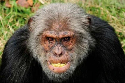 Những kẻ ăn thịt người đáng sợ nhất ảnh 7 Những kẻ ăn thịt người đáng sợ nhất ảnh 7