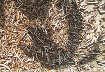 Hàng ngàn học sinh nghỉ học vì sâu đo “tấn công” ảnh 1