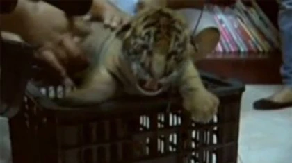 Giải cứu 16 hổ con trong xe tải ảnh 1