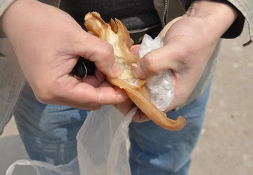 Phát hiện tai lợn giả tại Trung Quốc ảnh 1