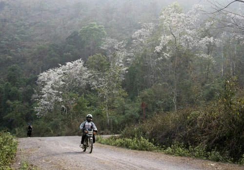 Truyền thuyết hoa Ban ảnh 2