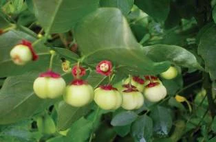 Ăn rau ngót bị sẩy thai? ảnh 1