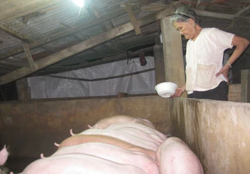 Bình Dương: Phát hiện vụ giấu dịch heo lở mồm long móng ảnh 1