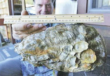 'Cụ hàu' khổng lồ nhất thế giới ảnh 1