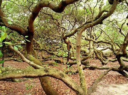 Những loài cây kỳ lạ trên Trái đất ảnh 1 Những loài cây kỳ lạ trên Trái đất ảnh 1