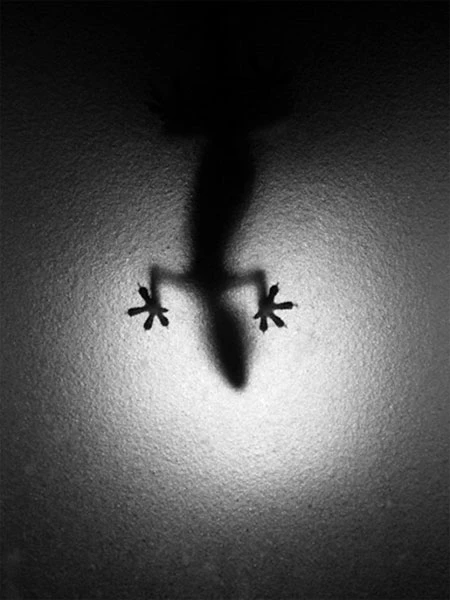 Những bức ảnh đen trắng say lòng người ảnh 8 Những bức ảnh đen trắng say lòng người ảnh 8