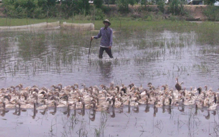 Nhà nghèo, cậu bé chăn vịt đành gác lại ước mơ ĐH ảnh 2