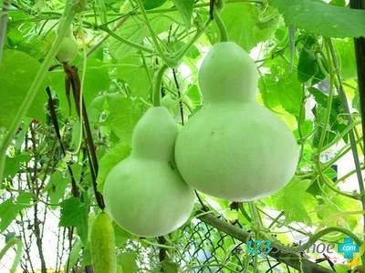 4 bài thuốc dân gian chữa "trên bảo dưới không nghe" ảnh 1 4 bài thuốc dân gian chữa "trên bảo dưới không nghe" ảnh 1