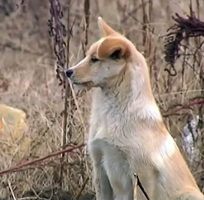 Trung Quốc: Cảm động chú chó nằm lỳ bên mộ chủ ảnh 1