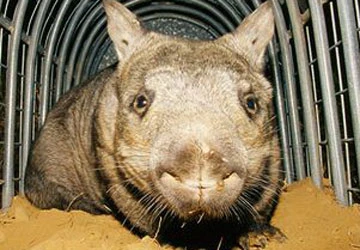 13 loài thú có vú hiếm và lạ ảnh 8 13 loài thú có vú hiếm và lạ ảnh 8