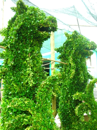 “Đại gia” cây cảnh đồng bằng ảnh 3