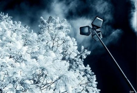 Độ tương phản màu đẹp lạ qua ảnh hồng ngoại ảnh 18